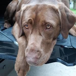 Meet your Posher, Troy